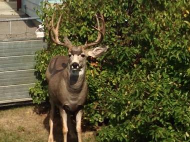 316 Patricia Street Accommodation