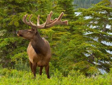 Jasper Downtown Hostel