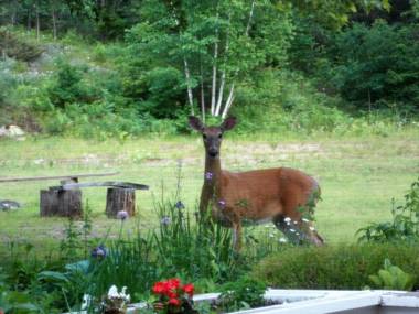 Bear & Butterfly Bed and Breakfast