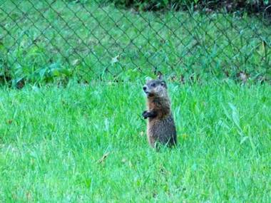 Bear & Butterfly Bed and Breakfast