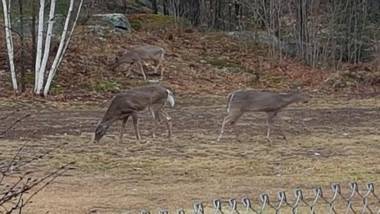 Bear & Butterfly Bed and Breakfast