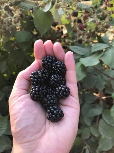 Wisteria Guest House