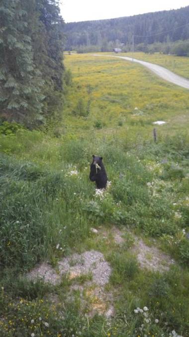 Wolfwood Guest Ranch