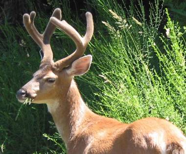 Sticks and Stones Cottage-Arbutus Grove