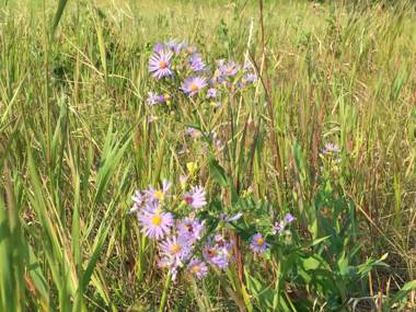 Misty Ridge Retreat B&B