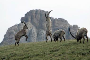 Hotel Restaurant Capricorns