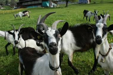 Gästehaus Alpina in Fanas