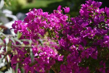 Chez Marianne "chambres d'hôtes"