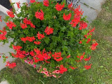 Ustria / Pensiun Trutg