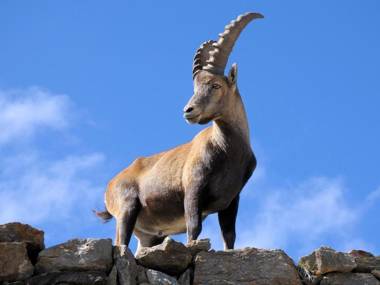 Gentianes COSY & MOUNTAIN apartments
