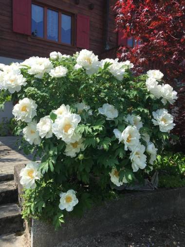 La Bergerie - chalet Alice
