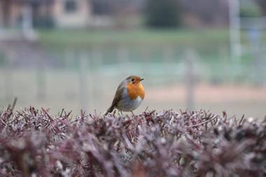 La Maison des Copains