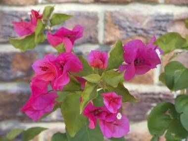 Bougainvilla