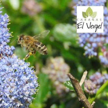 Holiday Homes Cabañas El Vergel