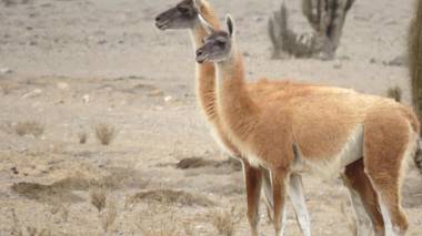 Cuatro Esquinas de Italia