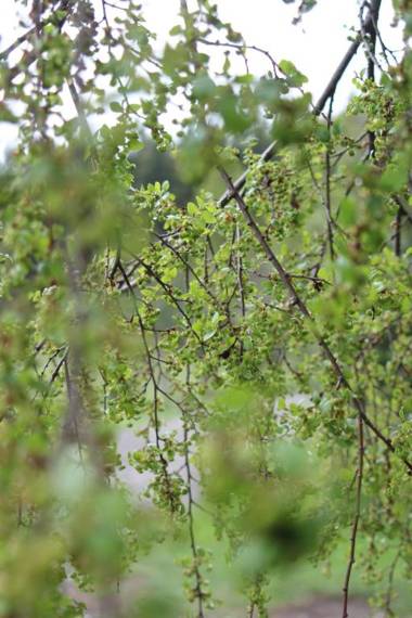 El Rincon de la Olguita