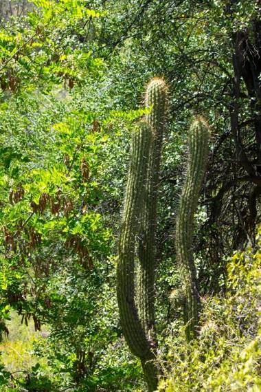 Origen del Maipo Lodge