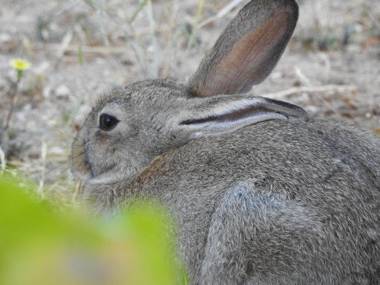 Agradable Casa en Condominio Prados del Mar Tongoy