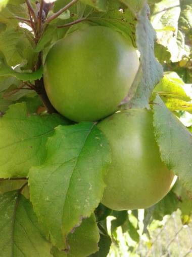 Cabañas Troncos de Alerce en Puerto Montt con tinaja caliente