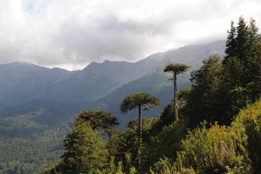 Cabaña Fio-Fio Conguillio National Park