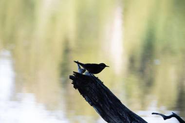 Cabaña Fio-Fio Conguillio National Park
