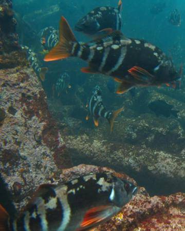 Cabañas Hostel Aquario Papudo