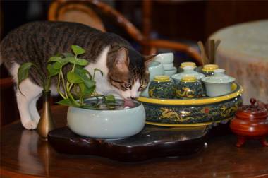 Guilin Oasis Inn