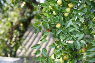 Beijing Yue Bin Ge Courtyard Hotel