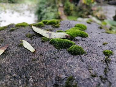 Floral Hotel Furong Town Jiaxin