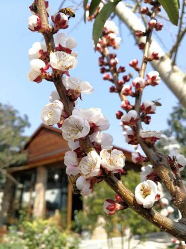 Suzhou Tai Lake East Mountain Scenic Area Orchard Holiday Villa