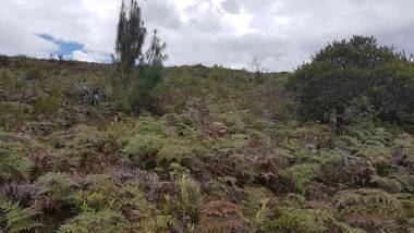 Rancho Nuevo - Finca Farallones