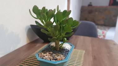 Casita Artemisa - Jequeneque