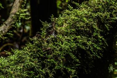 Hostal rural la montaña alquiyapura