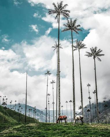 Apartamento a 2.5 km del parque del café
