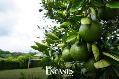 FINCA HOTEL Encanto Quindio