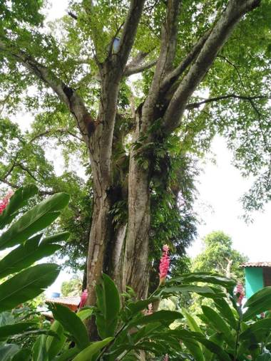 Los Robles Capurgana