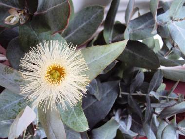 Hotel Hacienda El Aserrio