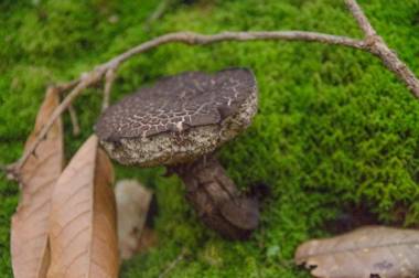 Glamping Finca Corazón