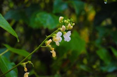 Glamping Finca Corazón