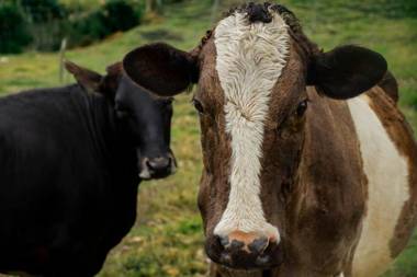 Las Orquídeas EcoHostel