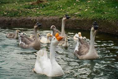 Las Orquídeas EcoHostel