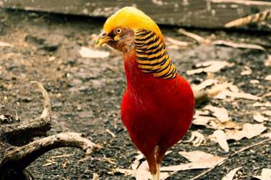Las Orquídeas EcoHostel