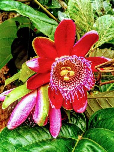 Hotel Kantarrana Urbana Jardin