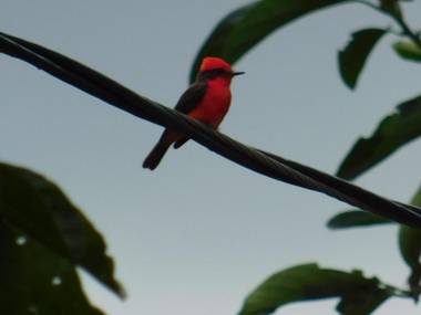 Casa Campo alojamiento campestre para descanso en Calarcá Quindío
