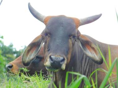 Casa Campo alojamiento campestre para descanso en Calarcá Quindío