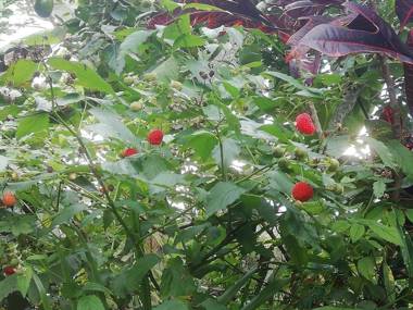 Cabañita en medio de la Naturaleza Mesa de Ruitoque