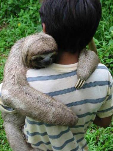 Miradores Del Oso Perezoso