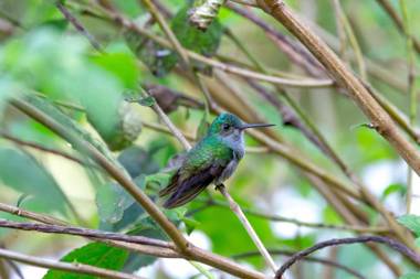 Macaw Lodge an Authentic Ecolodge