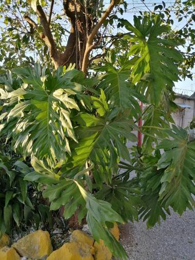 Casa Tucán Villa Gabriela