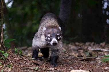 Hotel Flor de Bromelia